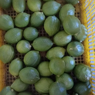 广东香水柠檬