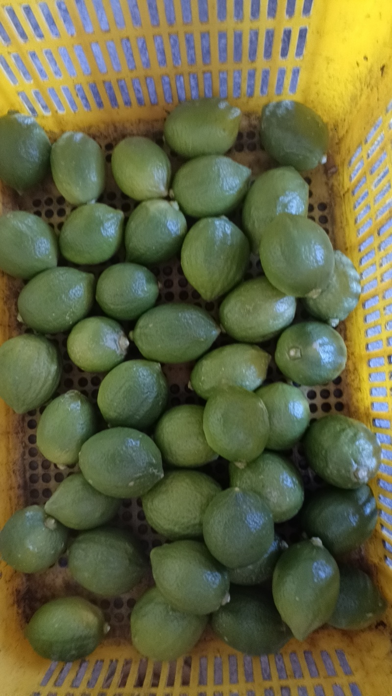 广东香水柠檬