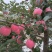 静宁苹果
