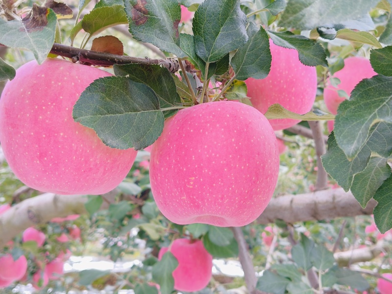 静宁苹果