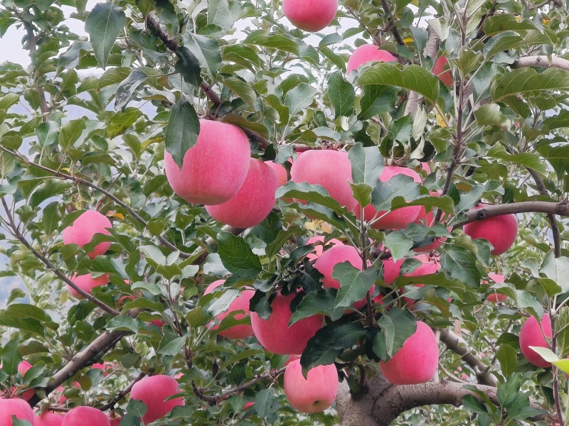 静宁苹果