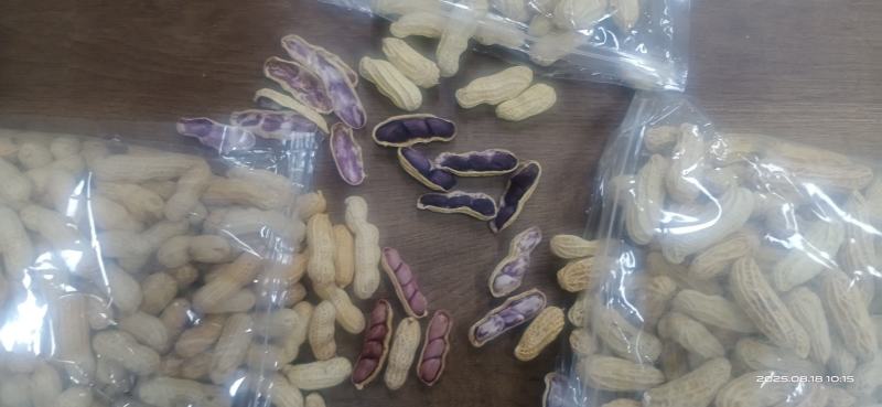 云南七彩花生云南黑花生