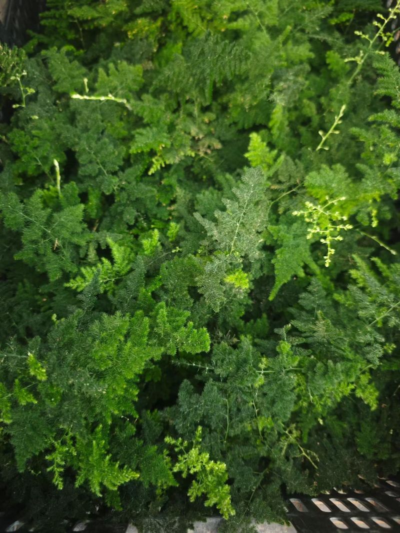 电商好货云竹，2.5元一盆，一箱100棵