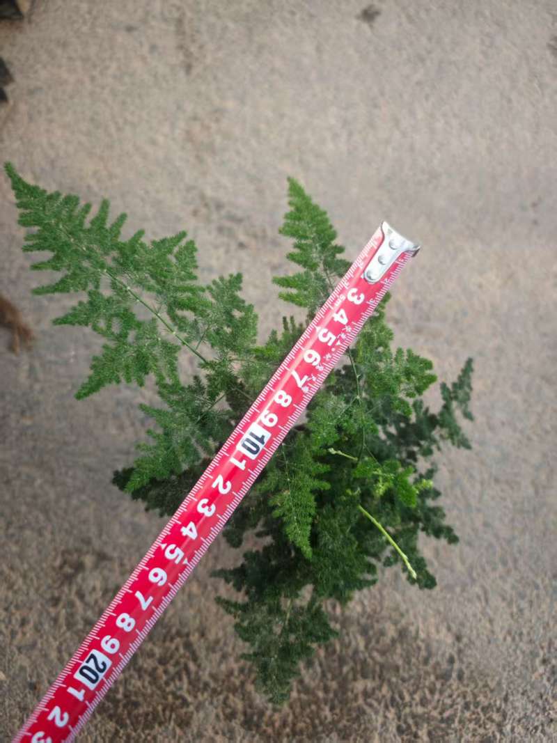 电商好货云竹，2.5元一盆，一箱100棵