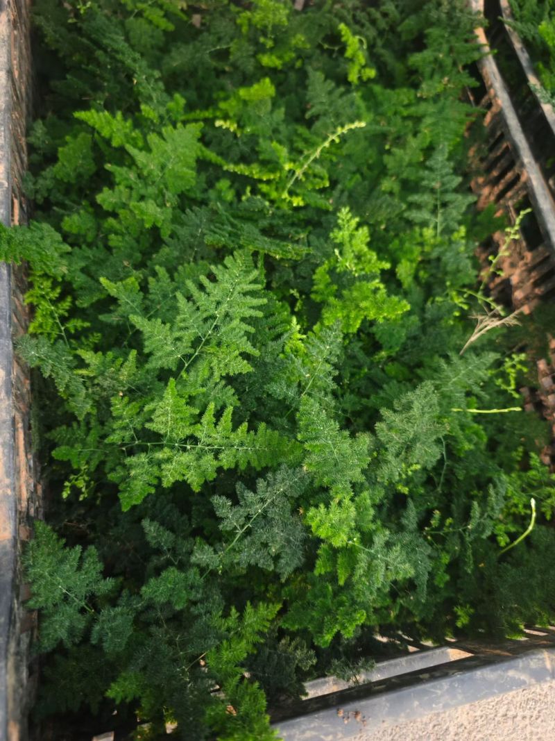 电商好货云竹，2.5元一盆，一箱100棵