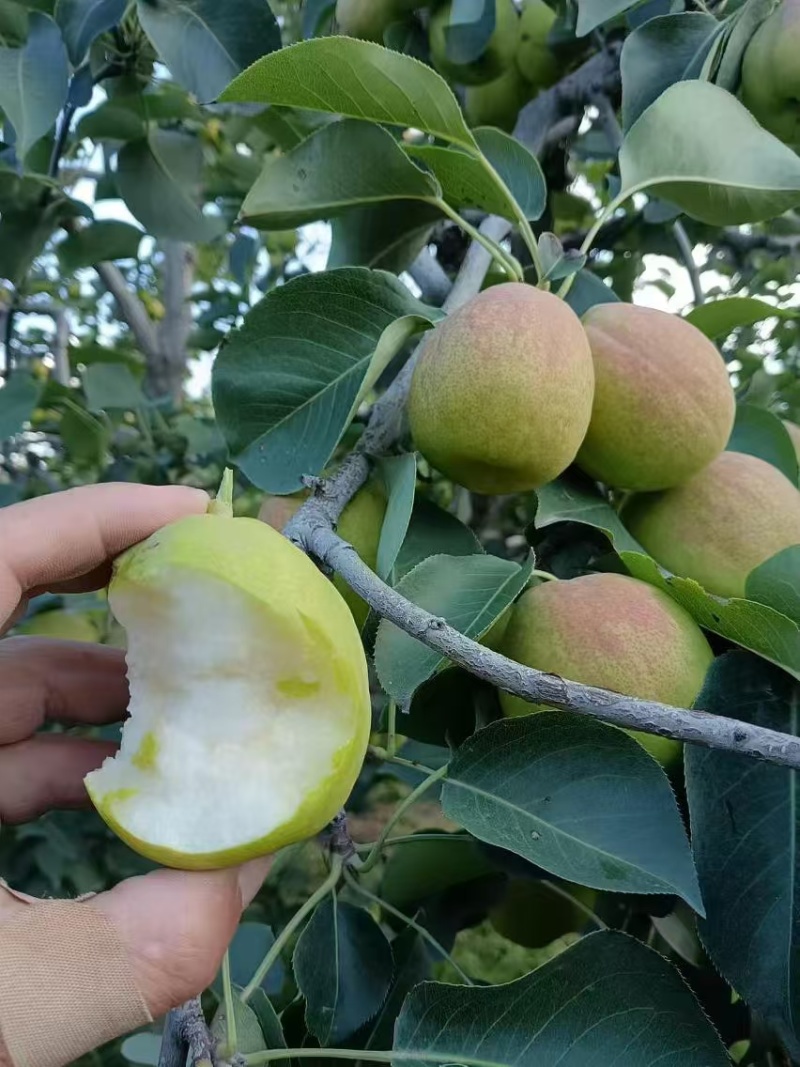 新疆库尔勒香梨