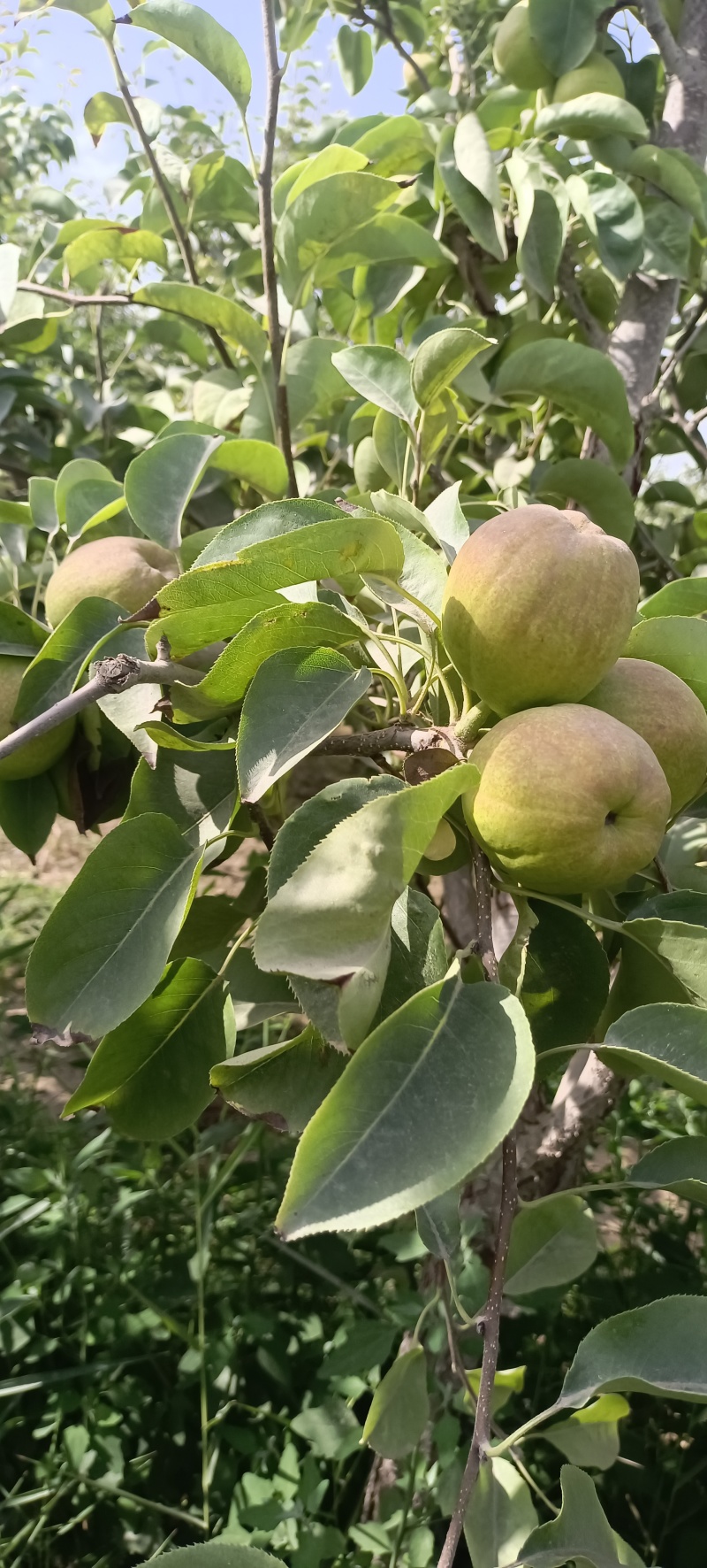 新疆库尔勒香梨