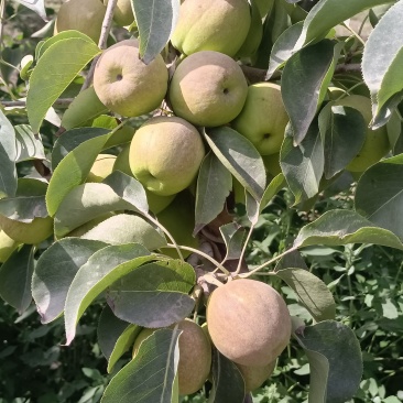 新疆库尔勒香梨