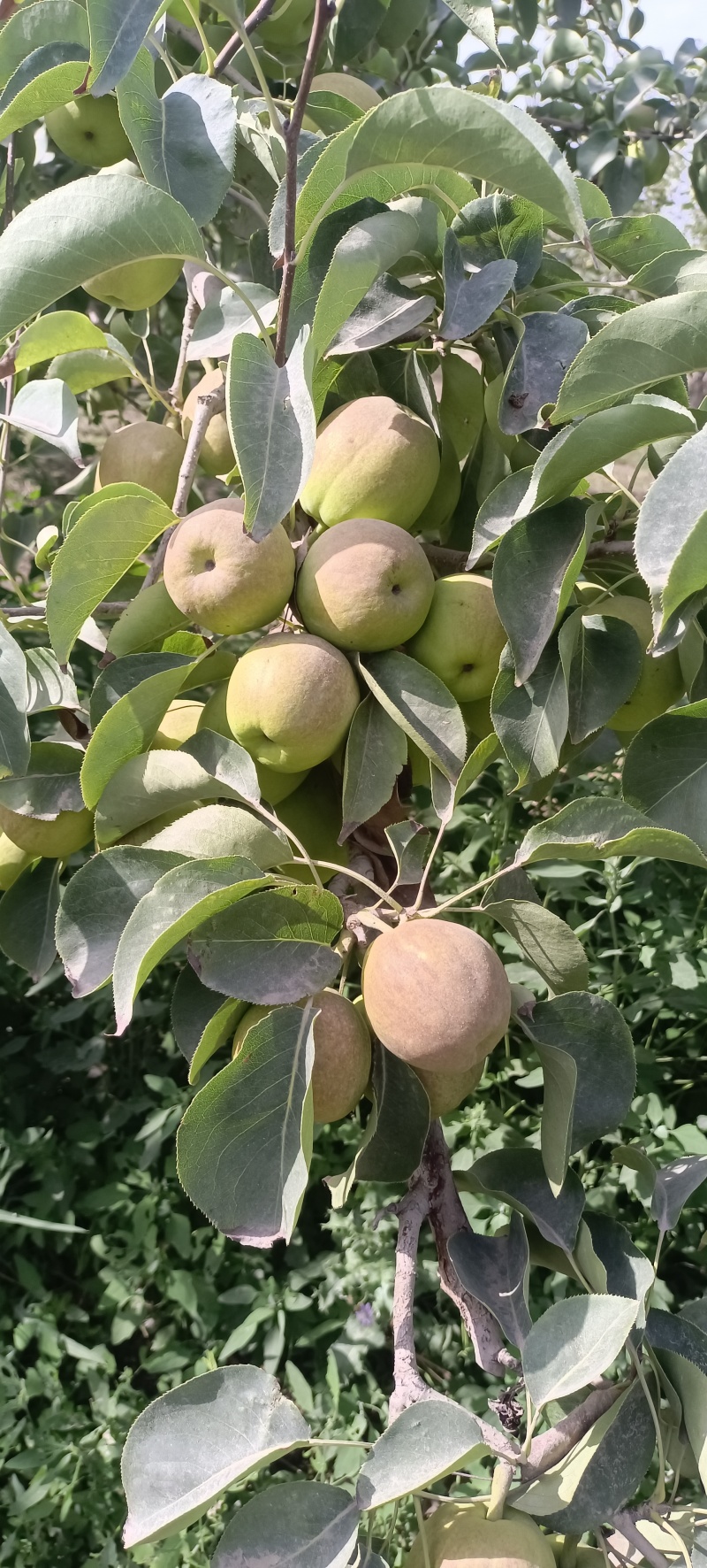 新疆库尔勒香梨