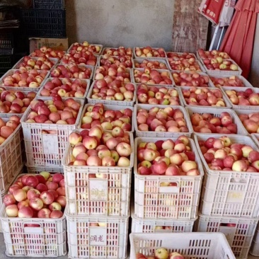 噶啦苹果高次，量大支持板板车，支持电商一件代发