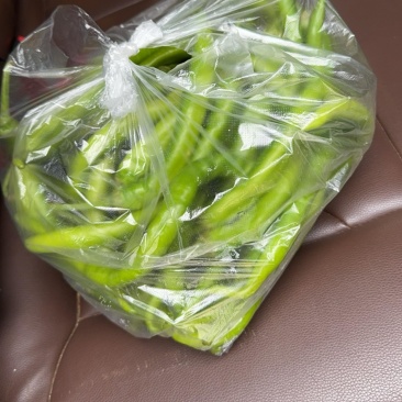 8号辣椒