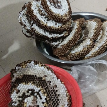 新鲜蜂蛹