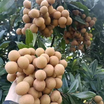 海南桂圆
