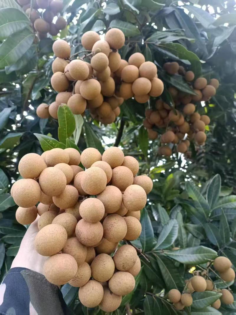 海南桂圆