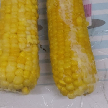 出售粘玉米