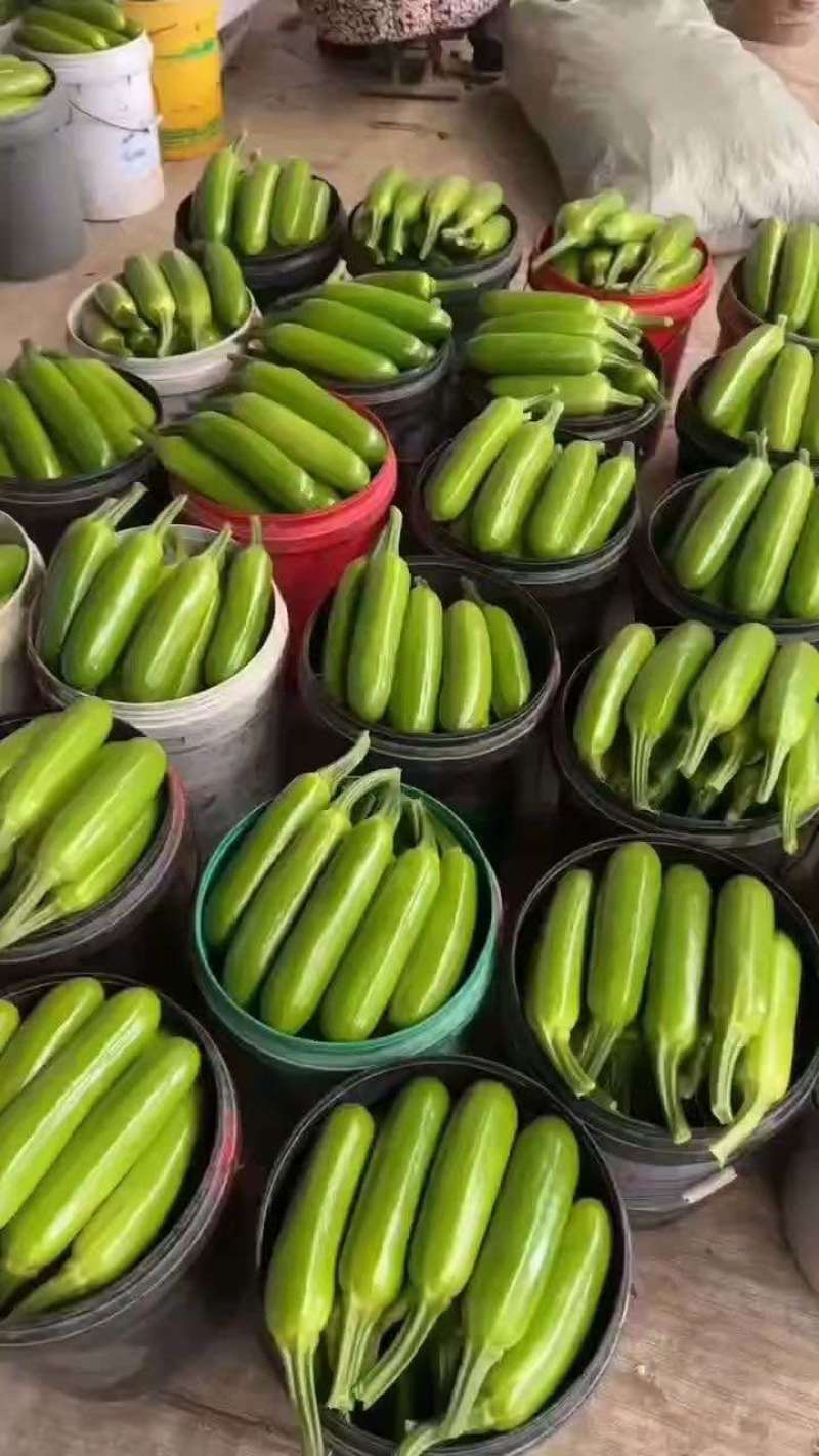 连云港产地绿皮西葫芦直销超市食堂各大市场油皮西葫芦