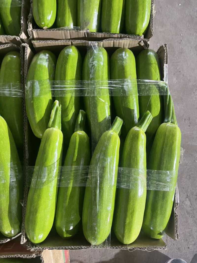 连云港产地绿皮西葫芦直销超市食堂各大市场油皮西葫芦