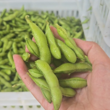 精品毛豆