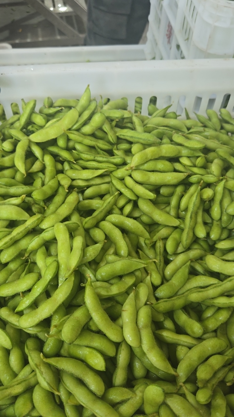 精品毛豆