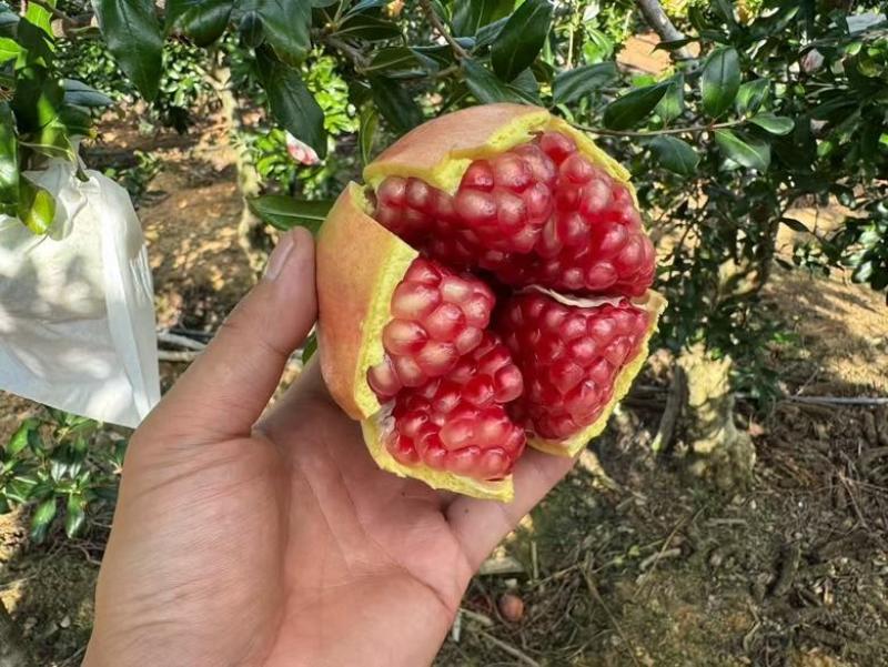 会理软籽石榴[爱心]接各种一件代发订单抖音精选联盟发货