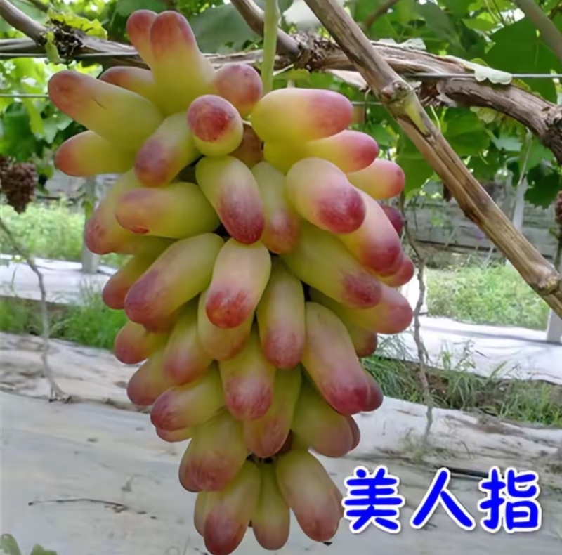 长兴县美人指葡萄，口感脆甜