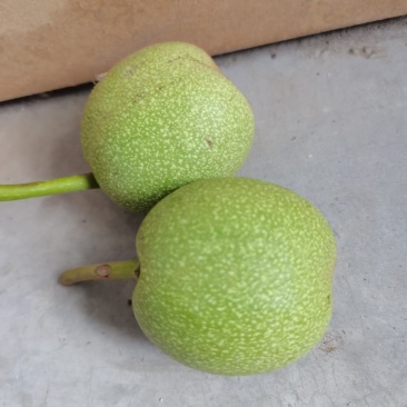 青核桃