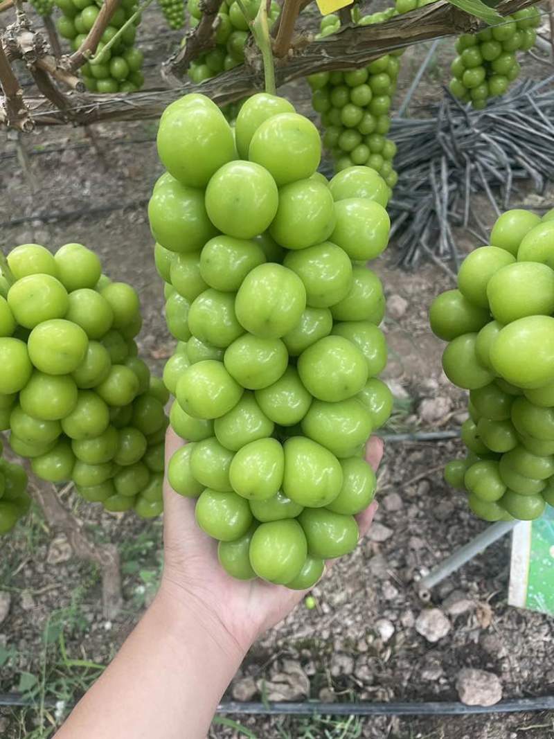 阳光玫瑰串行紧凑
