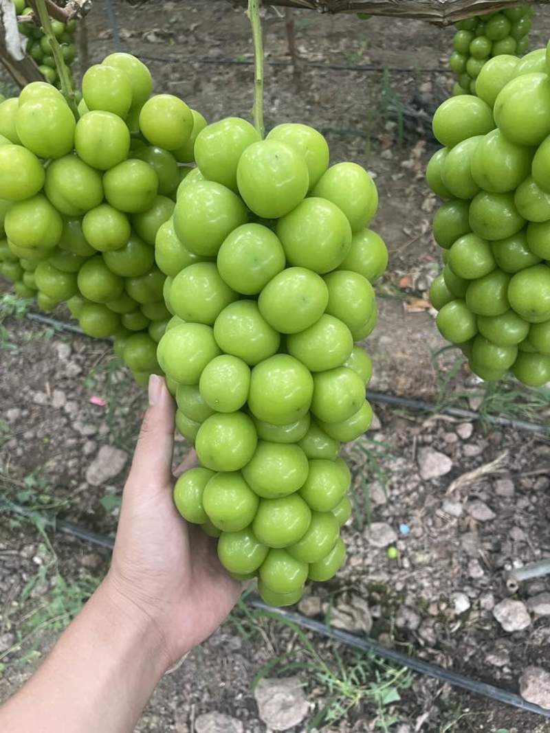 阳光玫瑰串行紧凑