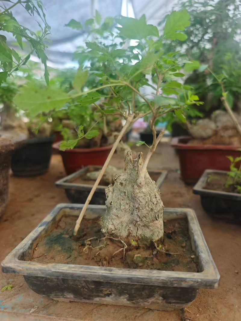 方盆黄荆造型，15元一盆，一箱24盆。