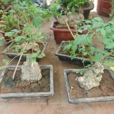 方盆黄荆造型，15元一盆，一箱24盆。