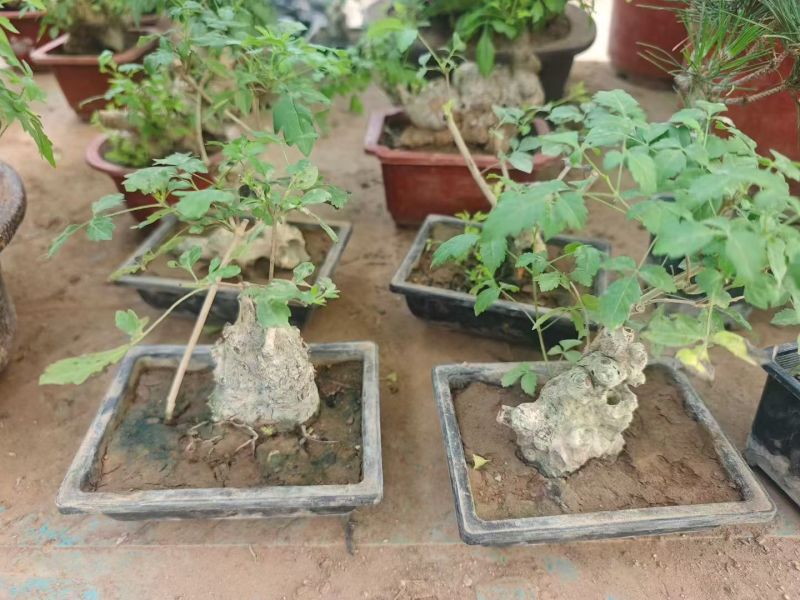 方盆黄荆造型，15元一盆，一箱24盆。