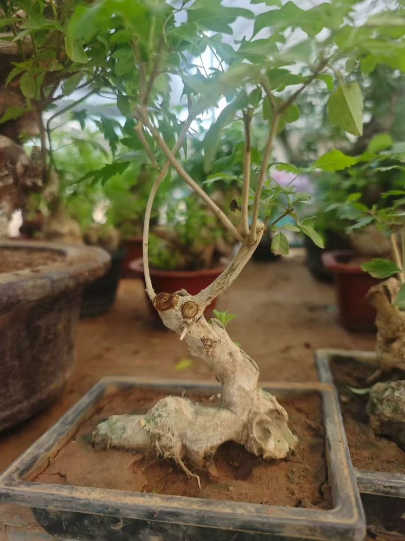 方盆黄荆造型，15元一盆，一箱24盆。