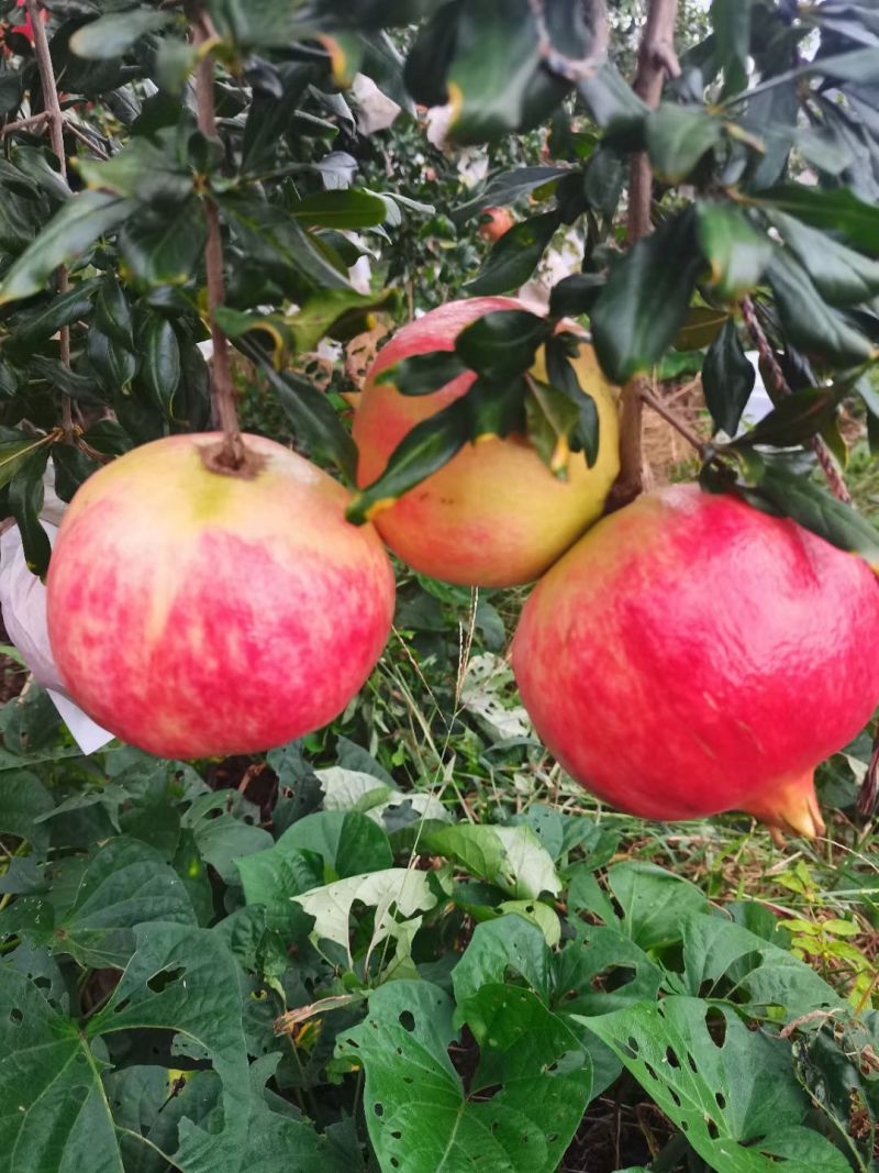 会理软籽石榴一级果，二级果，饮料果。