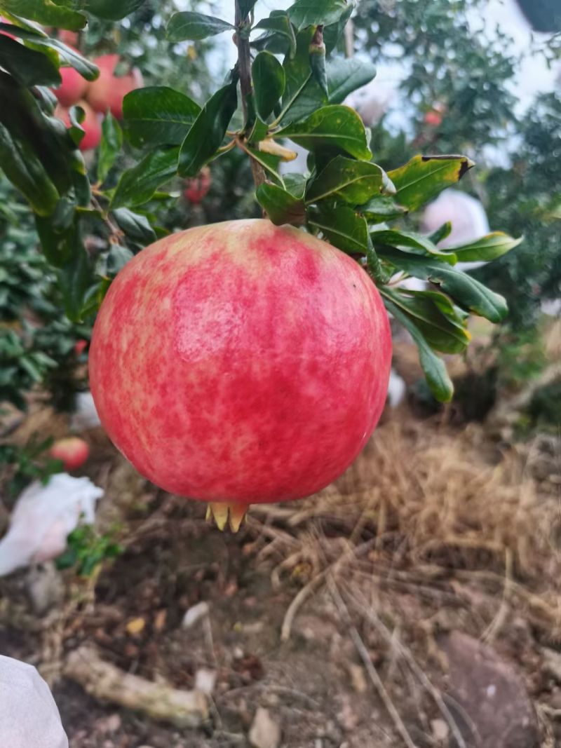 会理软籽石榴一级果，二级果，饮料果。