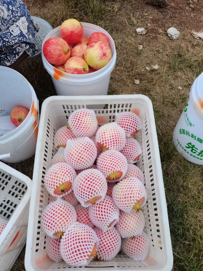 会理软籽石榴一级果，二级果，饮料果。