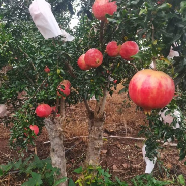 会理软籽石榴一级果，二级果，饮料果。