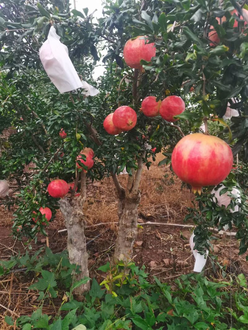 会理软籽石榴一级果，二级果，饮料果。