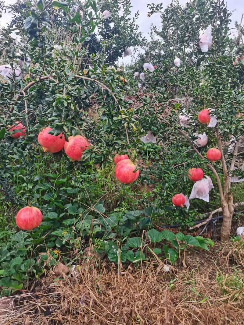 会理软籽石榴一级果，二级果，饮料果。