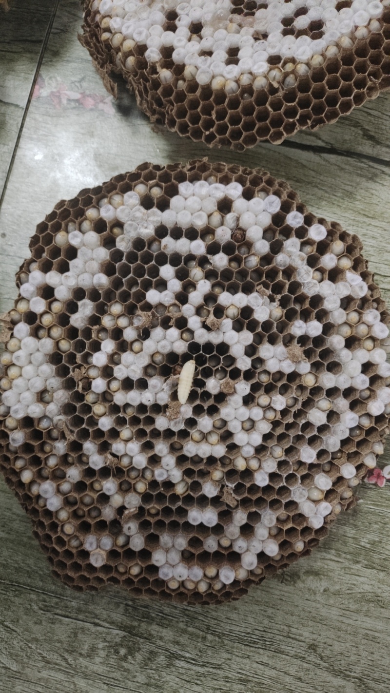蜂蛹