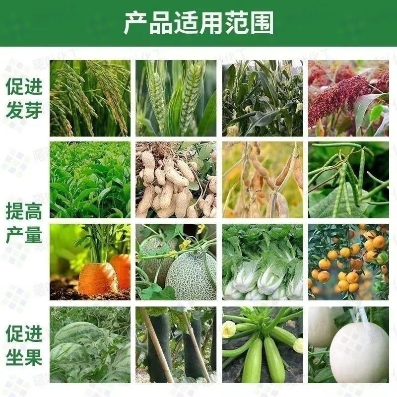 叶绿素