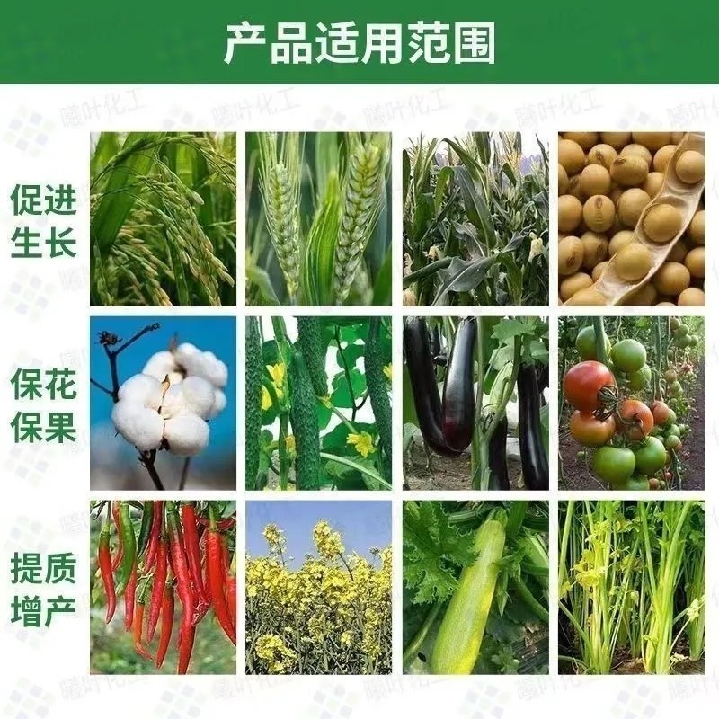 叶绿素