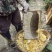 自己家高山蜂蜜，五倍子蜂蜜，***任何东西，***的野蜂