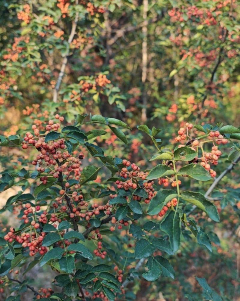 花椒
