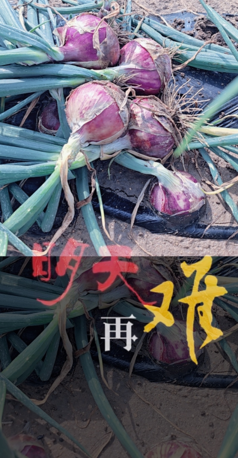秦红宝，上车价450/吨，需要的看过来