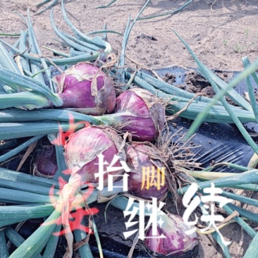 秦红宝，上车价450/吨，需要的看过来