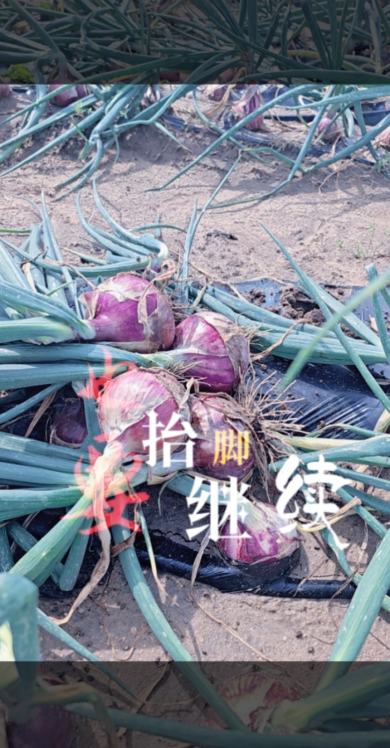 秦红宝，上车价450/吨，需要的看过来