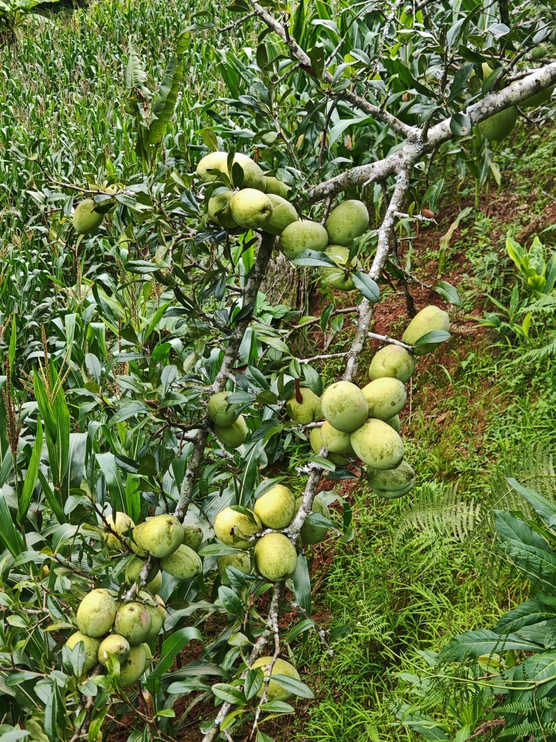 云南红花酸木瓜孕妇酸果