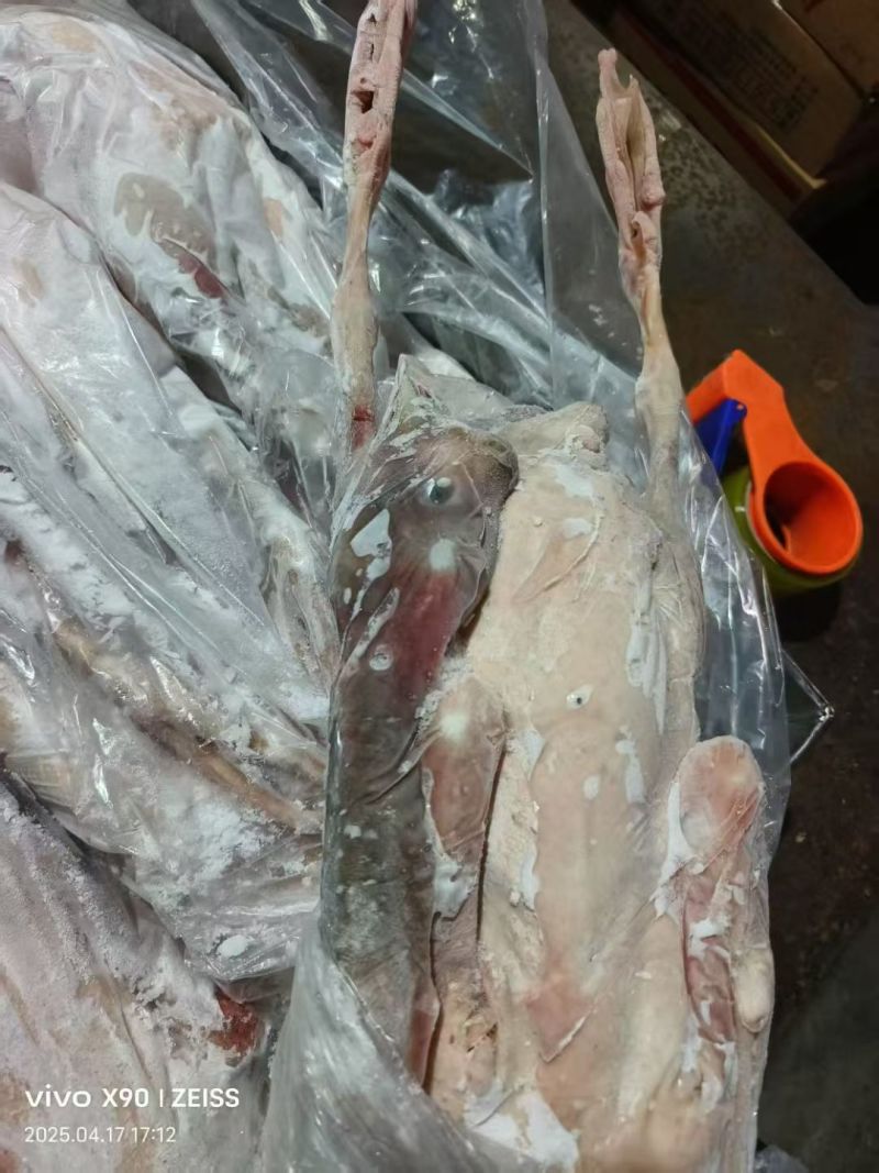 黑棕鹅