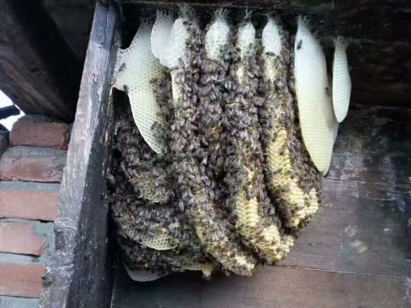 纯正土蜂蜜