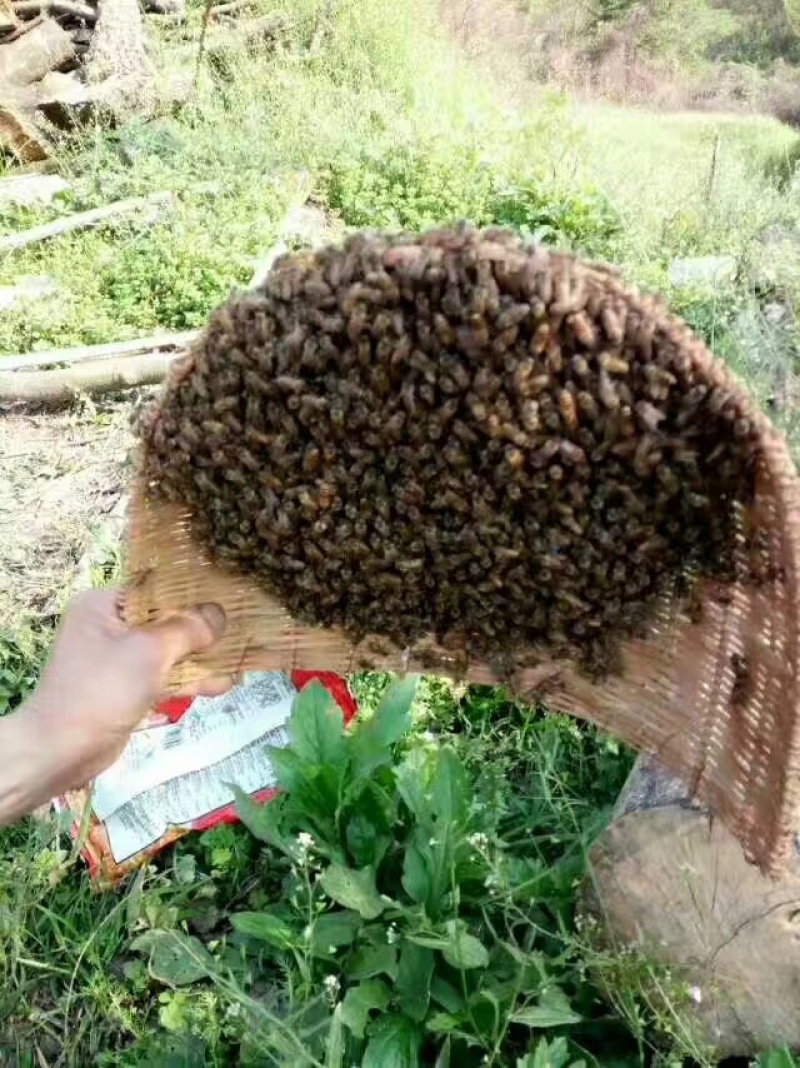 纯正土蜂蜜